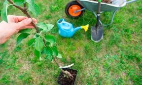 Яблоня Чудное саженец