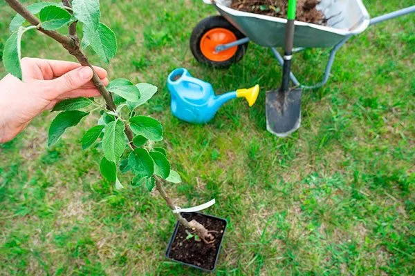 Яблоня Чудное саженец