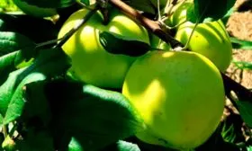 Яблоня Чудное созревание