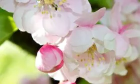 Яблоня Чудное цветение