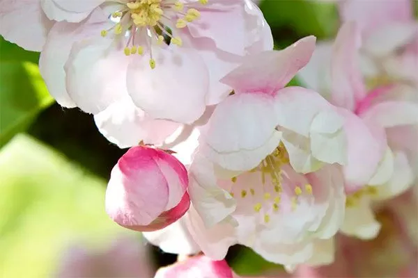 Яблоня Чудное цветение