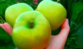 Яблоня Чудное урожай