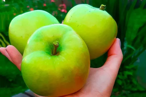 Яблоня Чудное урожай