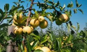 Яблоня Чудное ветка с плодами