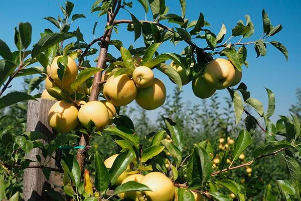 Яблоня Чудное ветка с плодами