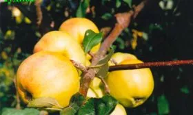 Яблоня Чудное яблоки