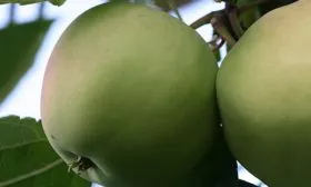 Яблоня Чудное яблоко