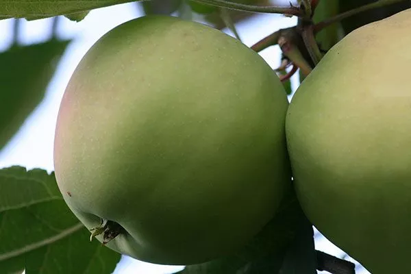 Яблоня Чудное яблоко