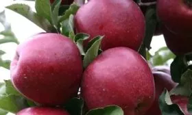 яблоня Чёрный принц