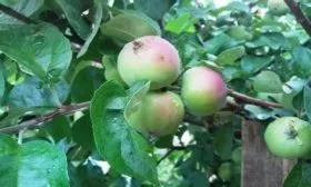 яблоня Дачная