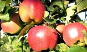 яблоня Джонаголд