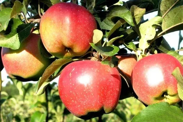 яблоня Джонаголд