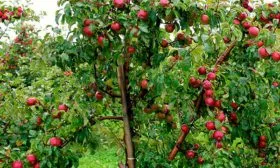 яблоня Елена дерево