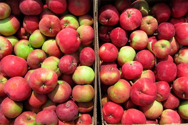 яблоня Елена хранение