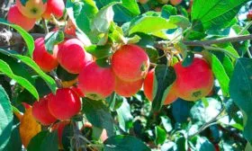 яблоня Елена на ветке