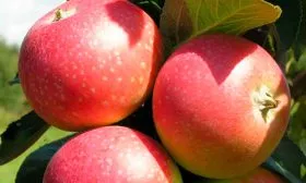 яблоня Елена плоды