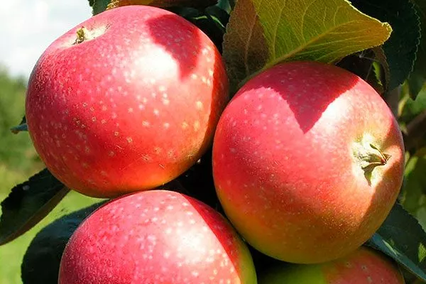 яблоня Елена плоды