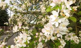 яблоня Елена цветение