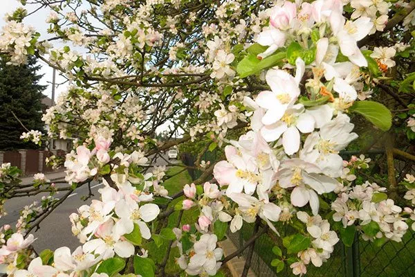 яблоня Елена цветение