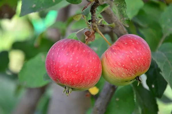 яблоня Елена яблоки