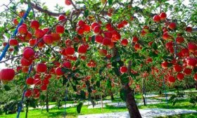 яблоня Фуджи дерево