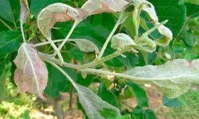 яблоня Фуджи мучнистой росой