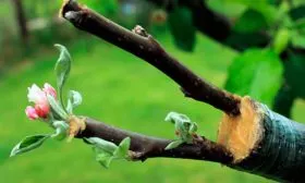 яблоня Фуджи прививка