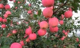 яблоня Фуджи сорт кику