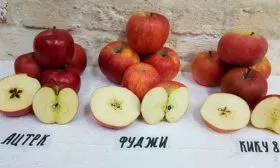 яблоня Фуджи вкус