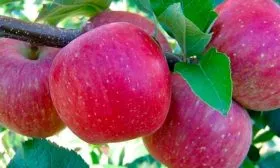 яблоня Фуджи яблоки