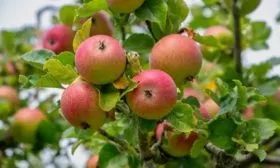 яблоня Грушовка московская