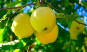 яблоня Грушовка ранняя