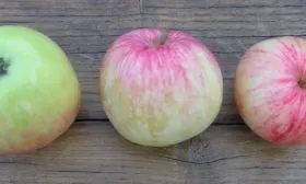 яблоня Грушовка зимняя