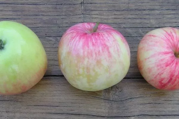 яблоня Грушовка зимняя