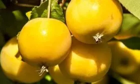 яблоня Китайка золотая