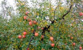 Яблоня Конфетное дерево