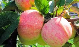 Яблоня Конфетное плодоношение