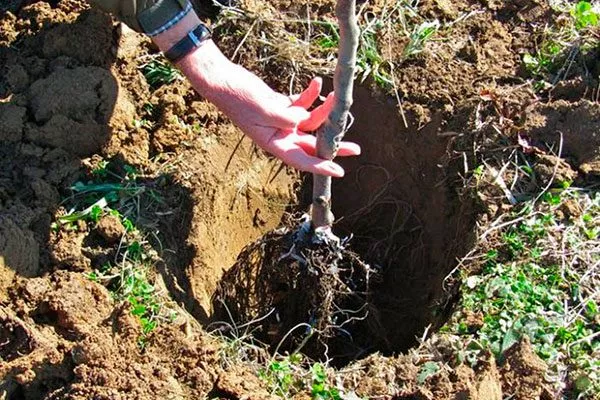 Яблоня Конфетное посадка