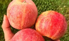 Яблоня Конфетное размер