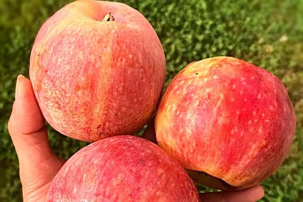 Яблоня Конфетное размер