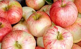 Яблоня Конфетное урожай