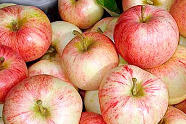 Яблоня Конфетное урожай