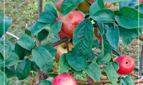 Яблоня Конфетное ветка