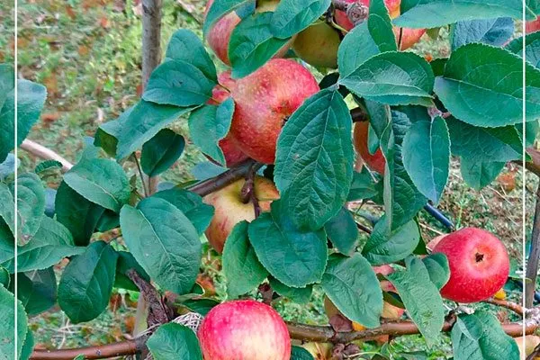 Яблоня Конфетное ветка