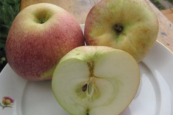 Яблоня Конфетное вкус 2