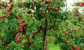 яблоня Легенда дерево