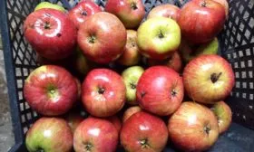 яблоня Легенда хранение