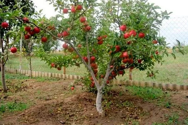 яблоня Легенда карликовая