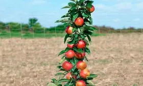 яблоня Легенда колоновидная