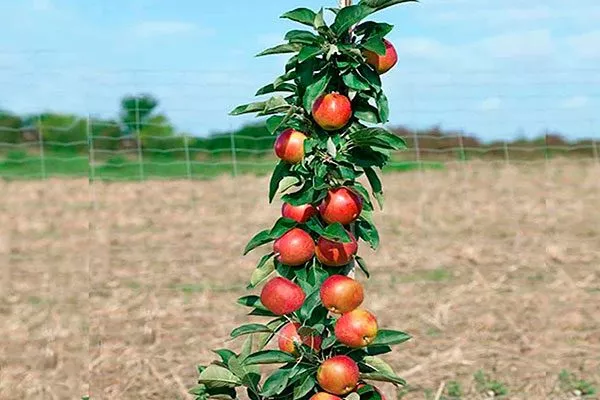 яблоня Легенда колоновидная